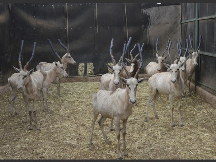 Wit Blesbok | Highland