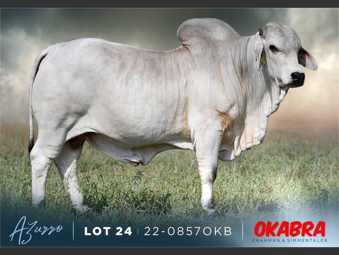 22-0857OKB | OKABRA BRAHMAN

