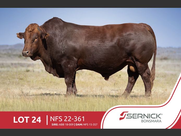 NFS 220361 | SERNICK BONSMARA STOET