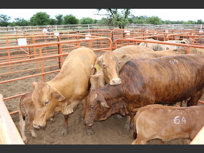 Commercial Animals | JP du Preez