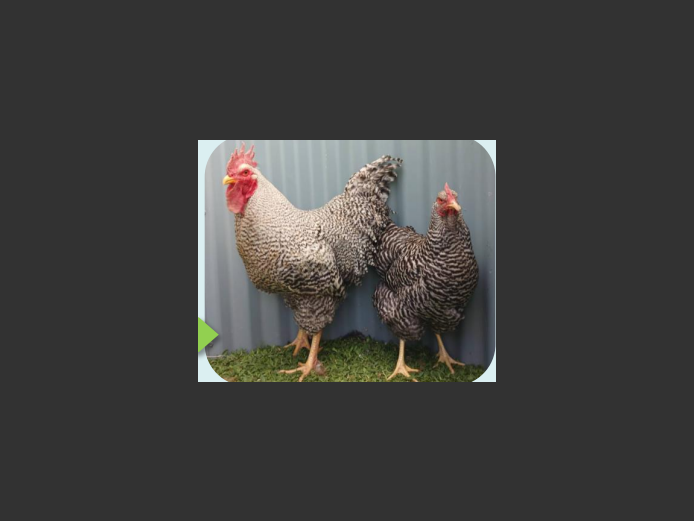 PLYMOUTH ROCK | ANNUAL MYTILUS AND ELOFF