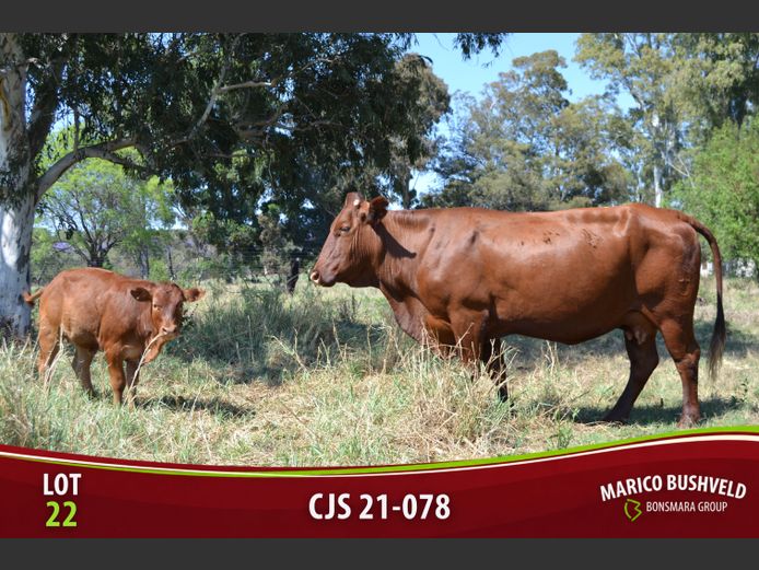 CJS210078 | SAUNDERS BONSMARAS 2