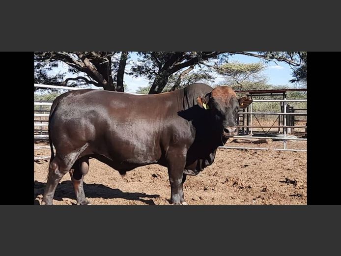 WAGB22-0072 | WAGNER BONSMARAS
