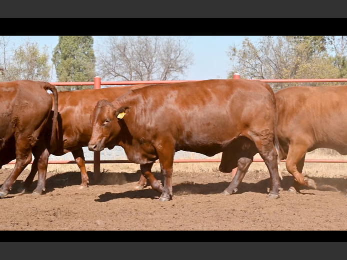 Commercial Animals | GOSSAYN BROS