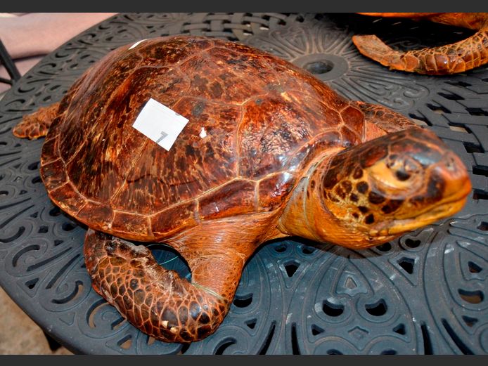 ORNAMENTAL TURTLE, 70 x 43 x 18cm