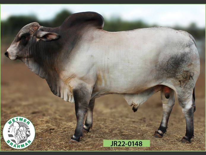 22-0148JR | WETMER BRAHMAN