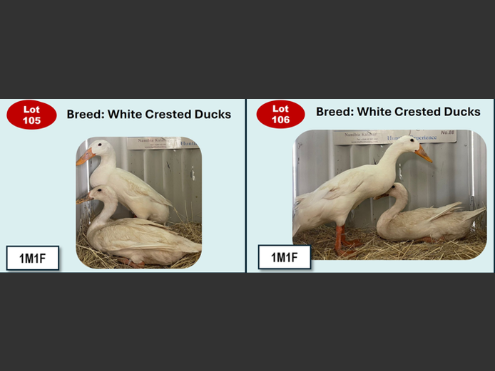 WHITE CRESTED DUCKS | ANNUAL MYTILUS AND ELOFF