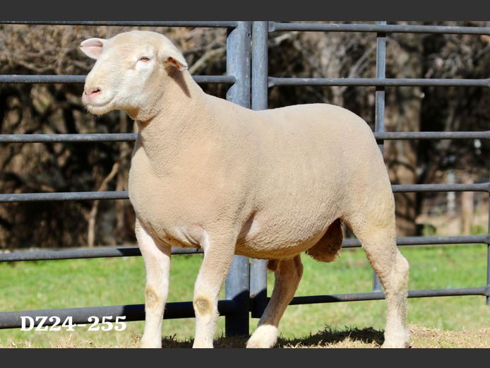 DZ 240255 | 2 STEYNS BOERDERY