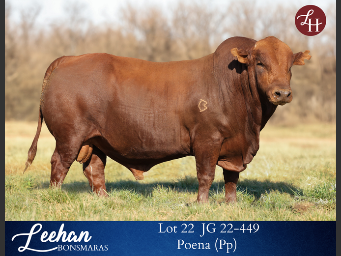 JG220449 | Leehan Bonsmara