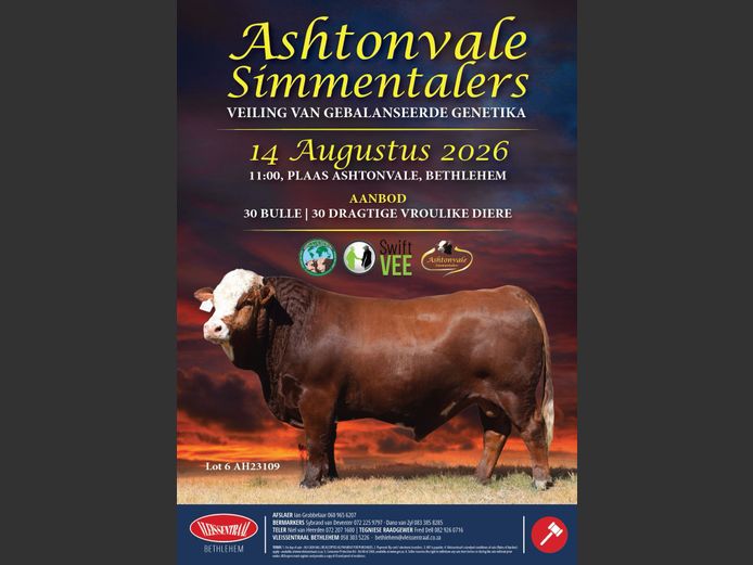ASHTONVALE SIMMENTALERS VEILING
