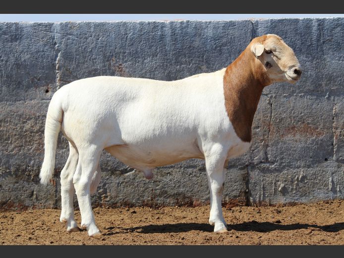 CRL 24.077 | Riaan Liebernberg - Hanri Meatmasters