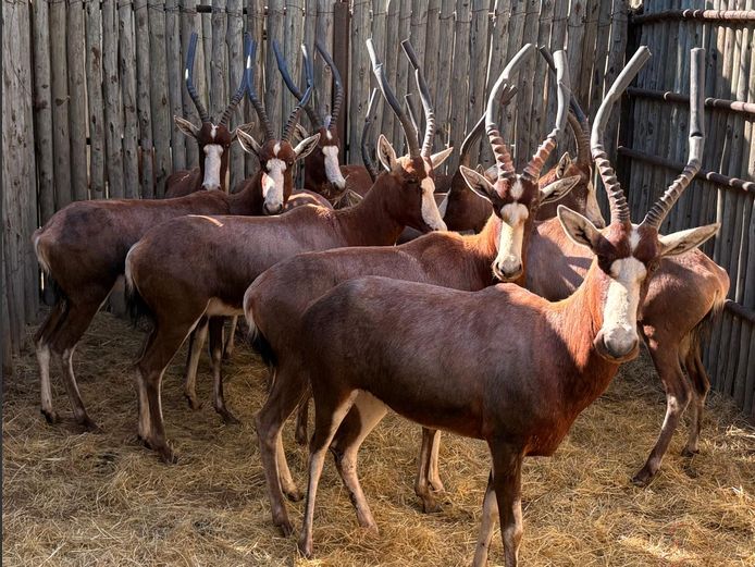 Blesbokke Volwasse