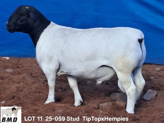 25-059 | BROER MARITZ DORPERS