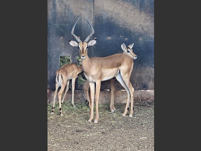 IMPALA | BUFFELSPOORT