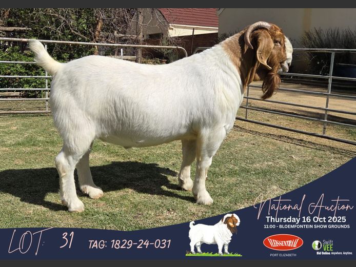 1829-24-031 | George Gibson (Odessa Boerbokstoet)
