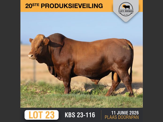 KBS230116 | KAMEELDORING BONSMARA