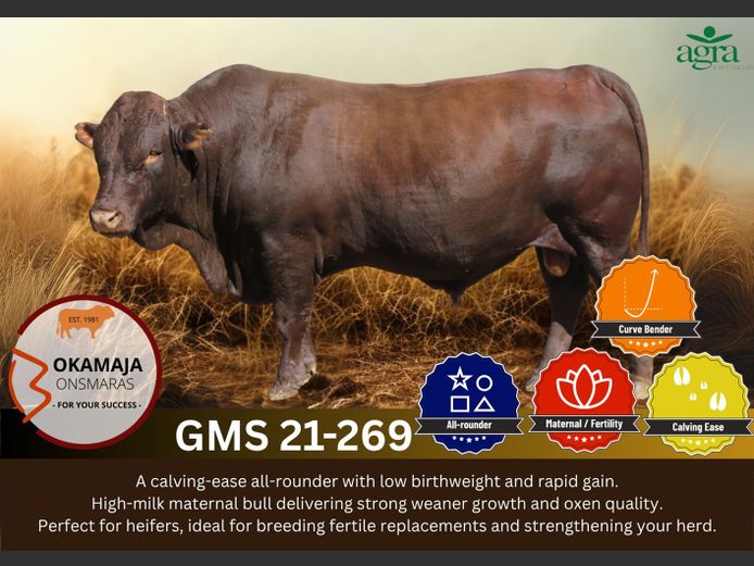 OKAMAJA BONSMARA | GMS 210269 HH(c)
