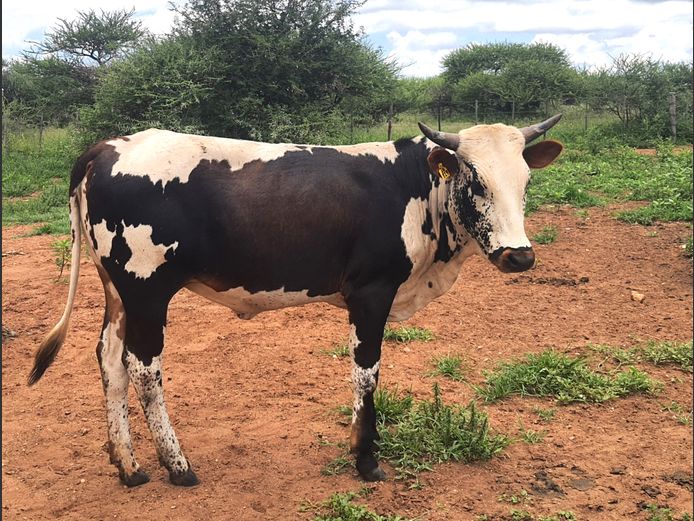 BN 240829 | BOTHMA NGUNIS