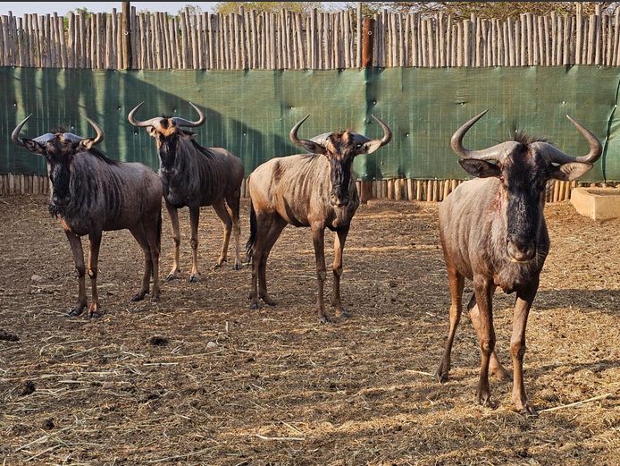 BLUE WILDEBEEST | LIMPOPO STUDGAME