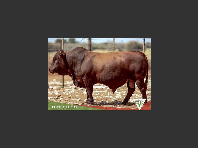 DKT 230038 | DKT BONSMARA