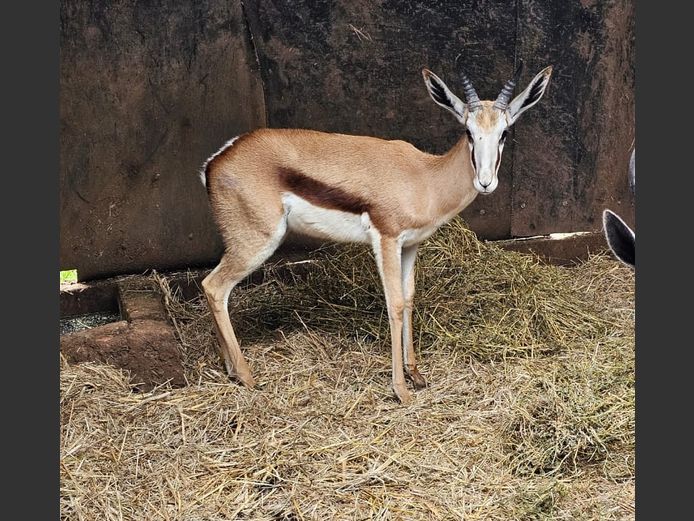 SPRINGBUCK | EB WILD