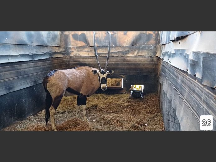 GEWONE GEMSBOK | AL BADENHORST