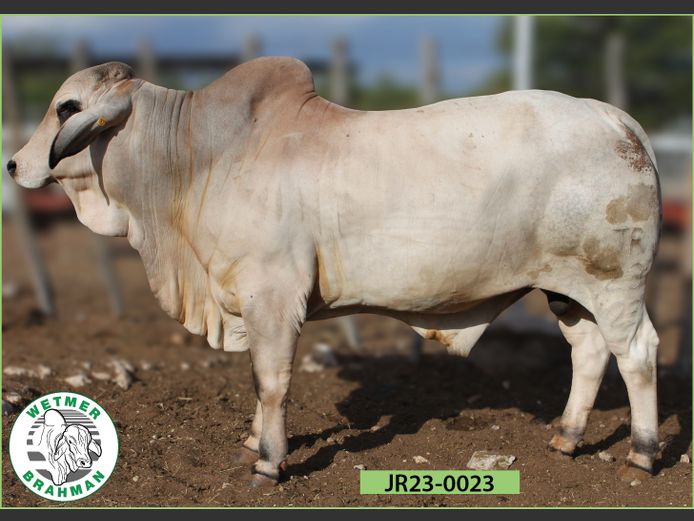 23-0023JR | WETMER BRAHMAN