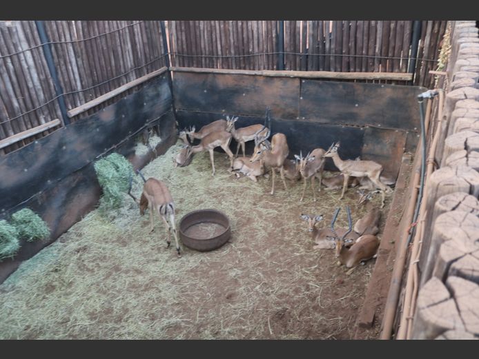 Rooibokke Penkoppe
