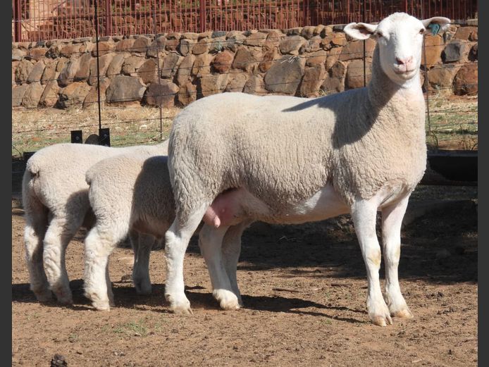 MK 230018 | M. KLOPPER