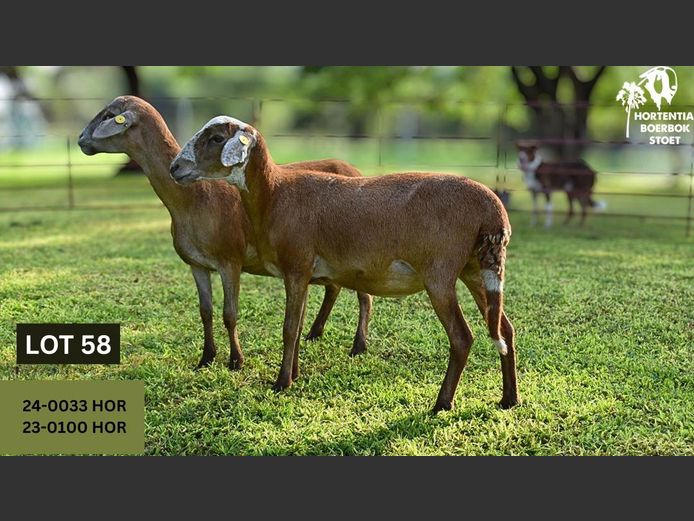 23-0100HOR | | HORTENTIA MEATMASTERS