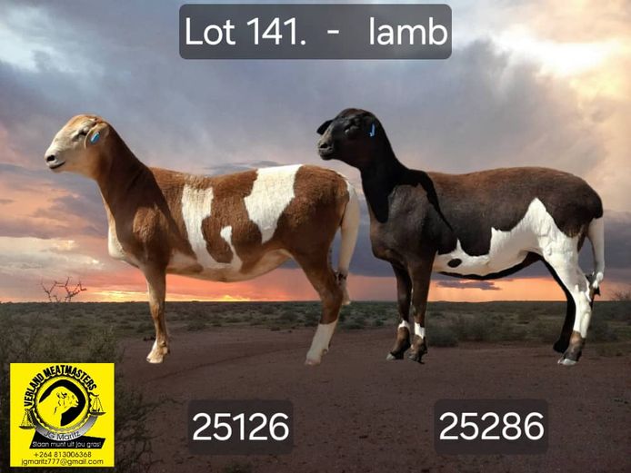 25286 | 25126 | VERLAND MEATMASTERS