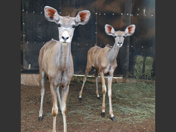 KUDU | Christo Kruger Bdy