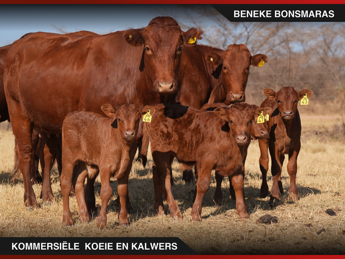 Commercial Animals | Beneke Bonsmaras