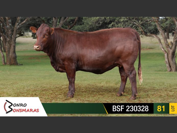 BSF 230328 | SYFERFONTEIN BOERDERY