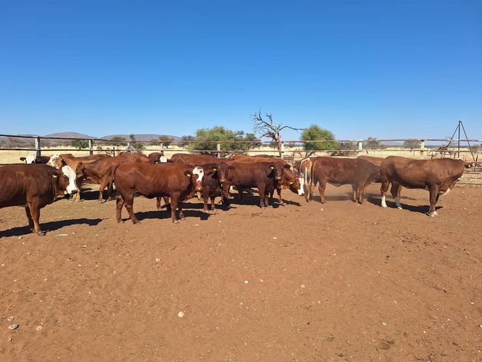COMMERCIAL FEMALES | RUMBA SIMBRA
