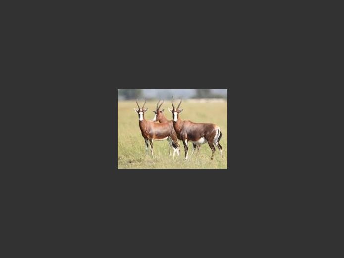 Blesbuck Family Groups | Inyathi
