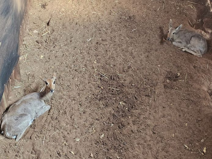 RIBBOK | BUFFELSPOORT