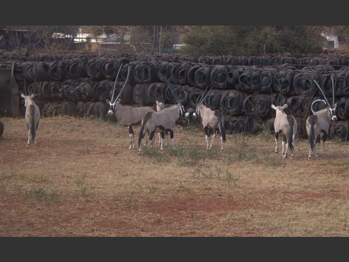 GEMSBOKKE