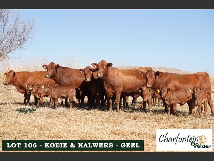 Koeie met Kalwers