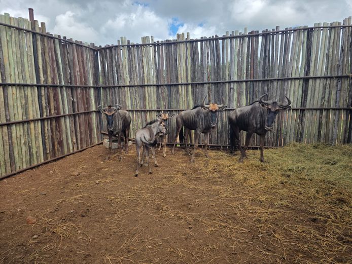 BLOUWILDEBEES | HANLEY 1