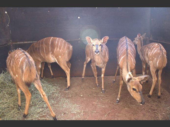 NJALA