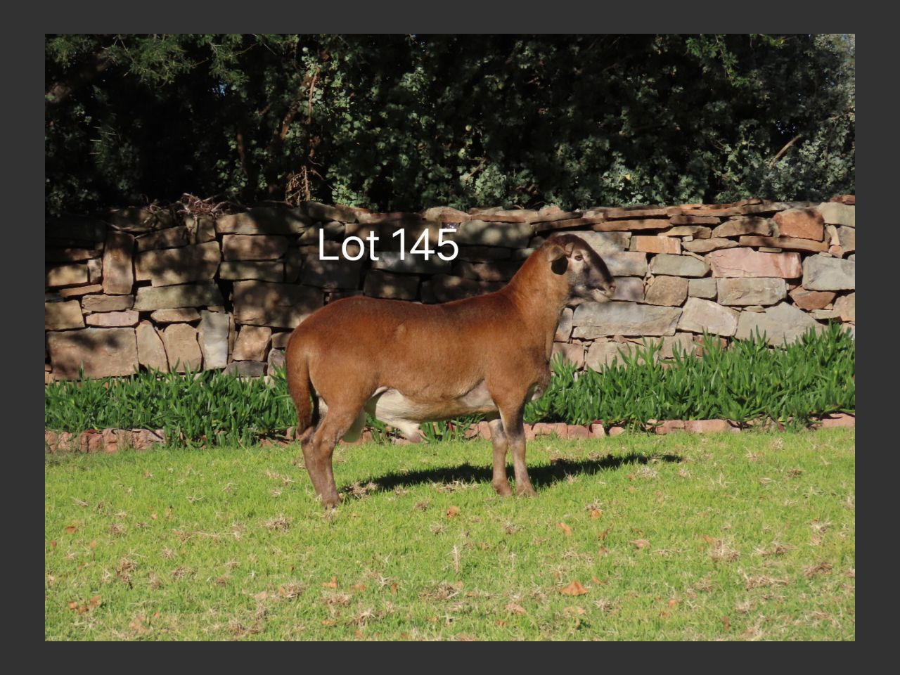 images