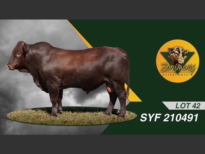 SYF210491 | SYFERFONTEIN BOERDERY