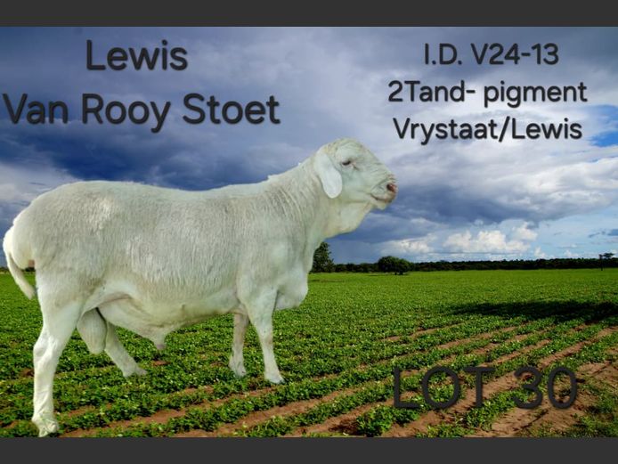 V24-13 | LEWIS VAN ROOY STUD