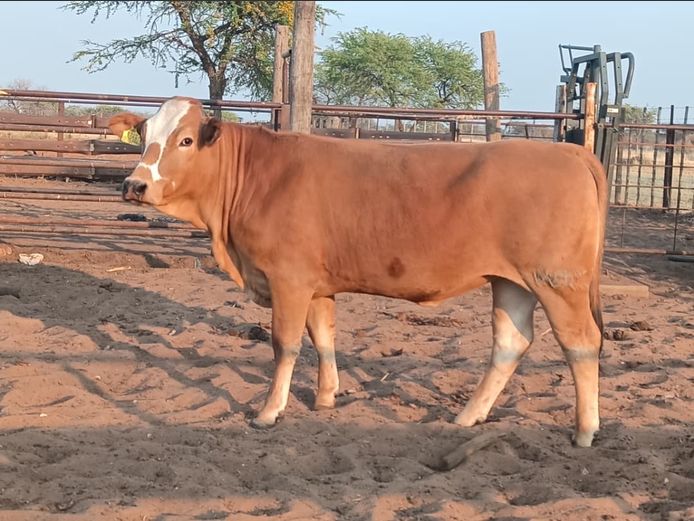 MBE2314 | MAMUMBE SIMBRA