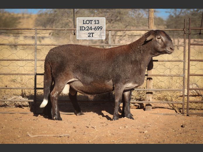 MAKKA LOUWRENS | 24-0699