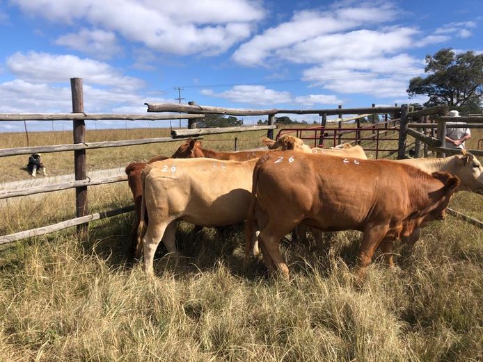 6 YELLOW HEIFERS