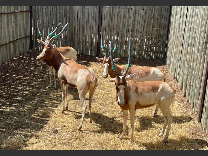 Saddleback Blesbok