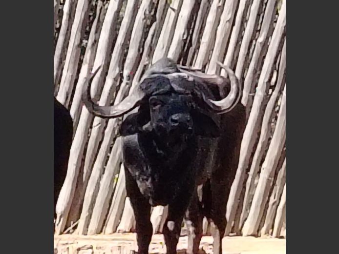 BUFFALO 43” | ENTABENI