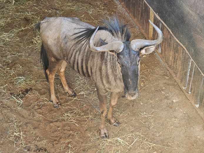 BLUE WILDEBEEST | RHINO